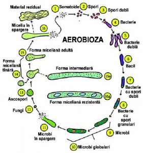 somatide microzima